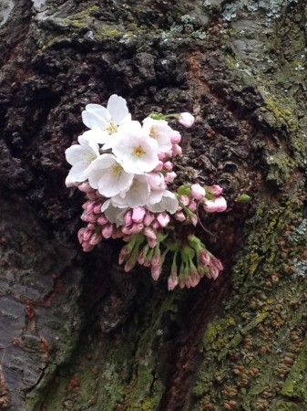 Cherry Blossoms!