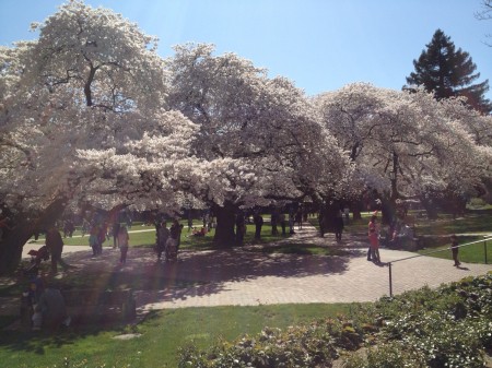 Cherry Blossoms and Everyone