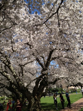 Cherry Blossoms in sun