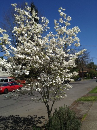 Dogwood!