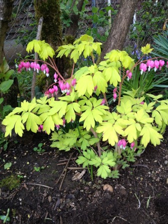 Pink bleeding hearts