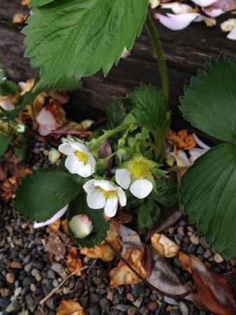 Strawberry blossoms