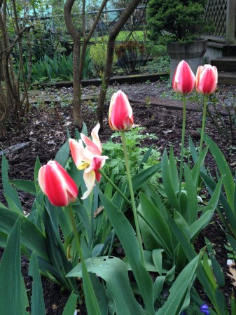 Tulips, stripey