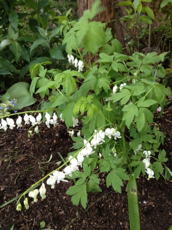 White bleeding hearts