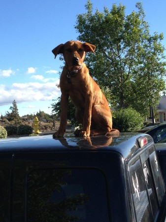 Dog On Truck