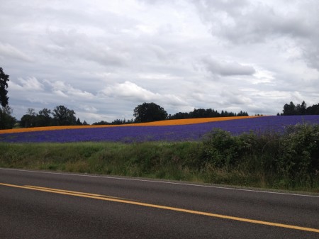 Purple and Orange Fields