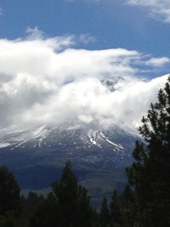 Shasta Peeking