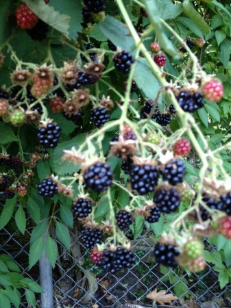 Berries of Black