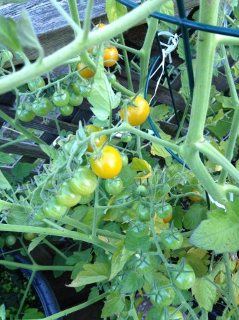 Tomatoes Coming Soon