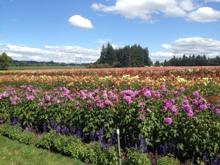 Dahlia Festival