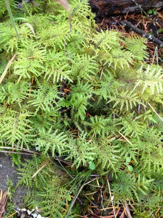 Turtleback Hike-Moss