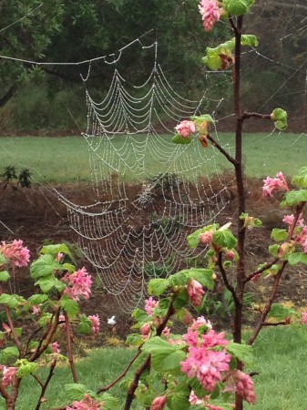 Dewy Web at Cleone