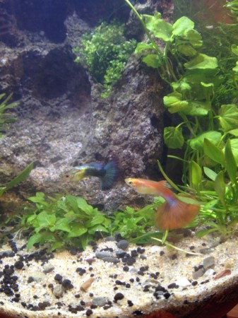 Guppies! 2