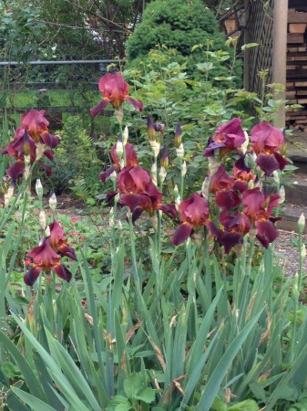 Pretty Irises